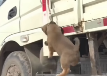 D0908010#fbreelsvideo #trendingreels #dog #sadness #trend #dogrescue #animal