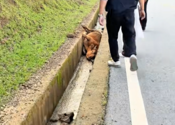 D0908016A Cattle fell into a roadside ditch. ❤️🐄 A big salute to the two kind and responsible Tibetan young (1)