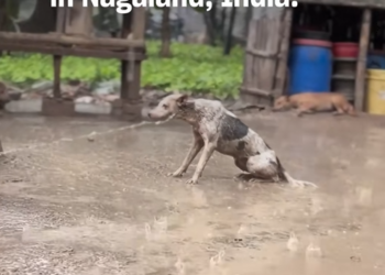 D100802Ellos no nacieron para sufrir, nacieron para regalar un amor incondicional y sincero