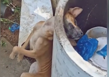 D170801 A tiny helpless animal waited alone, hoping someone would finally notic