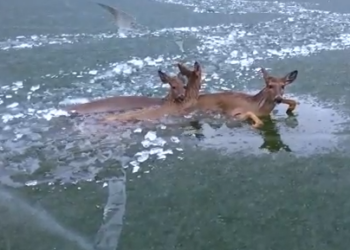 D030805Police Use Unique Method To Rescue Deer Family