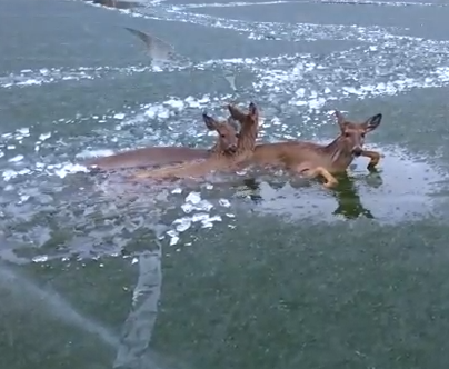 D030805Police Use Unique Method To Rescue Deer Family