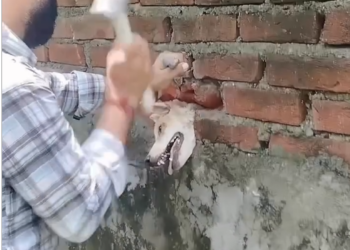 D170804ak dogi diwar ke ander fas gaya tha fer is bhai ne kese usko bahar nika