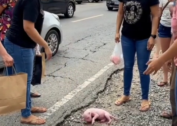 D180801 Nobody wanted to adopt newborn puppy, which was starving, until a w
