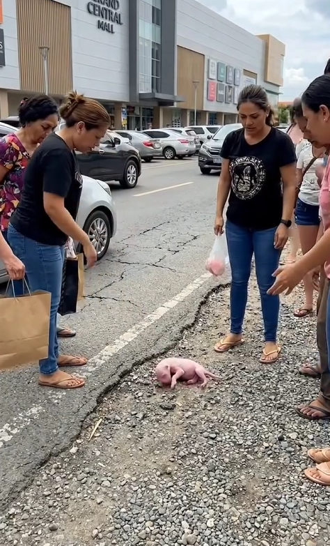 D180801 Nobody wanted to adopt newborn puppy, which was starving, until a w