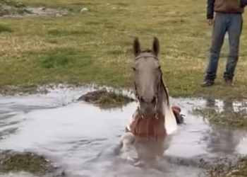 D040806este pobre caballo cayó en el pozo y lo salvamos 😶❤️‍🩹🙏🏻#tiktokusa #rescate #rescue #estadosunid