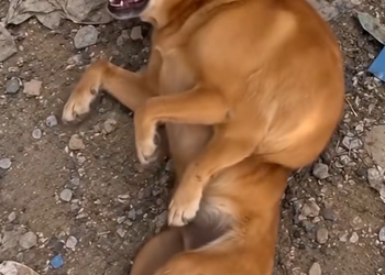 D180903Hearing the cry, I saw…#rescue #animals #dog #puppy #
