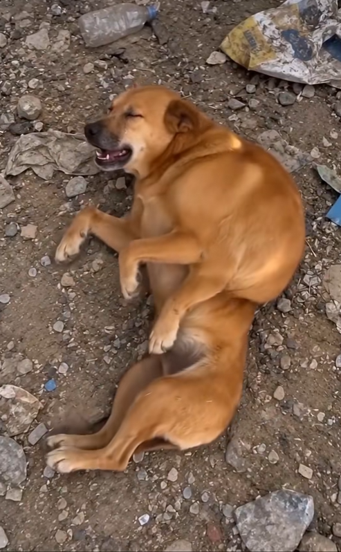 D180903Hearing the cry, I saw…#rescue #animals #dog #puppy #