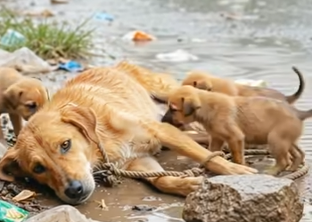 D190903Exhausted Mother Dog Dragging a Heavy Rock Gets a Heartwarming Rescue! 💙
