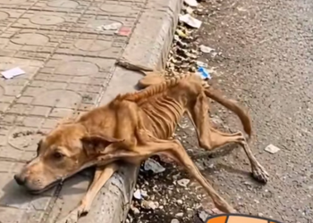 D190902How can someone do that to a poor dog 🐕 thanks to u for helping him 🥰🥰🥰 (2)