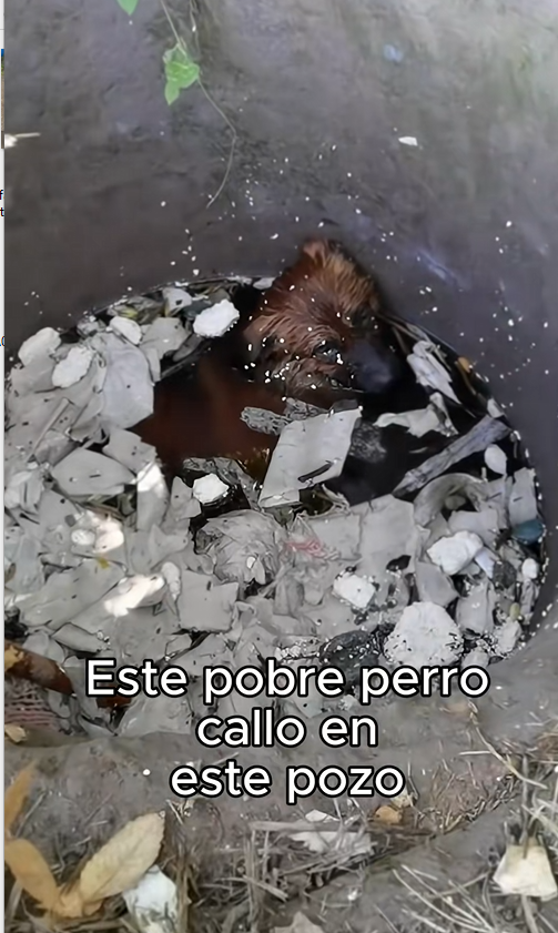 D0920003 rescate de perro en pozo
