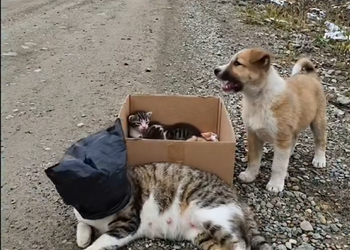 N09250014I saved him and got him treatment; he has now fully recovered. I am sharing his story.