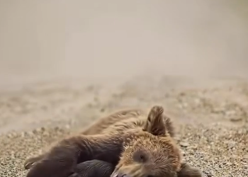 N0918002 A Mother Bear Walked Away But One Stranger Refused to Leave Her T_part2