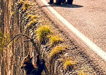 N0917001 Heartwarming Rescue A Brave Man and Wildlife Rescue Team Save a Moth_part2