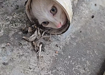 D040805Poor trapped kitten #usa #rescue #animal #kindness #kitten