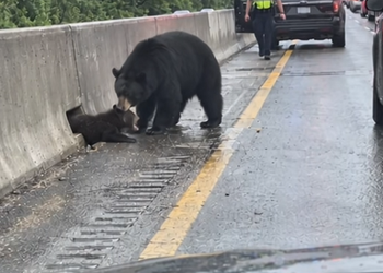 N1004007 A mother bear couldn’t free her cub from the highway barrier then th