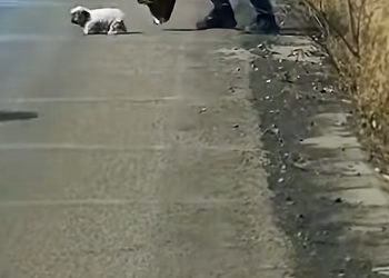 N1004014 Rescue a puppy on the road