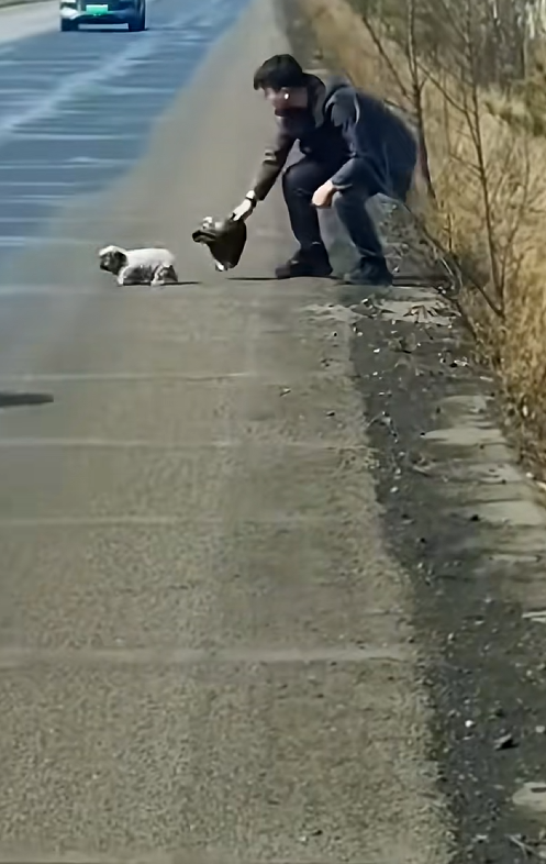 N1004014 Rescue a puppy on the road