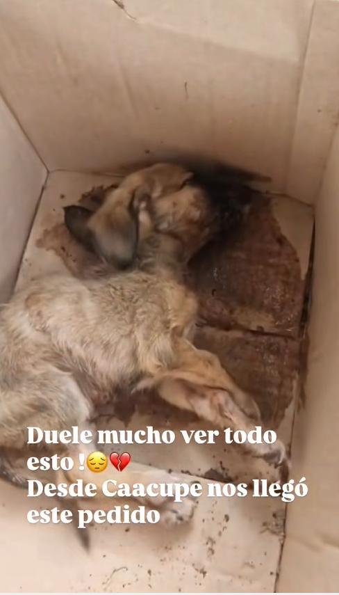 N1004019 Tristeza total recibir tantos casos. Caacupe – esta pequeñita según l