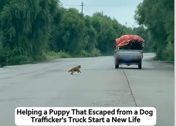 N1004016 Rescuing a puppy that was injured after jumping out of a dog traffick