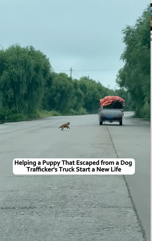 N1004016 Rescuing a puppy that was injured after jumping out of a dog traffick