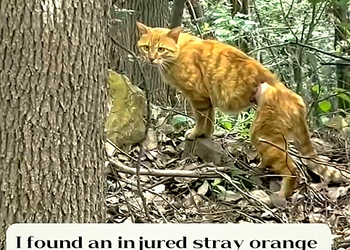 N0710006 A Stray Cat on the Hill Had a Tight Cord on It