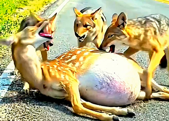 N0710005 A helpless pregnant deer lay on the roadside, crying in pain as she s