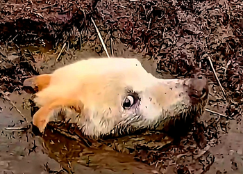 N0710004 A dog was trapped deep in the mud, with only her face visible. Thankf