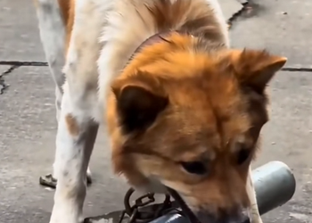 D0801002Stop filming and help the poor dog😡😡😡 its 💔 to see