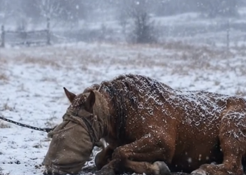 D001A lonely horse struggles in the freezing snow, too weak to stand. Its sadness and helplessness are heartbreaking. ️