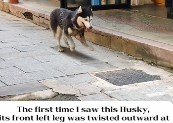 N0710014 I gave this hungry Husky a bowl of food, but one look at its leg mean