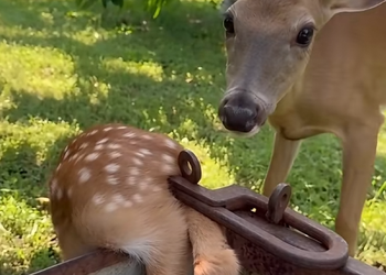 N0710032 This poor deer was struggling through fear and uncertainty, and somet