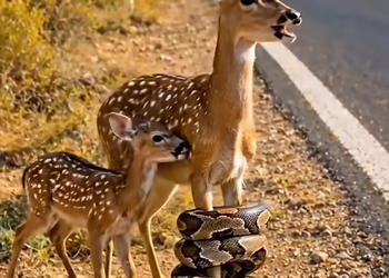 N0930004 A Heartbreaking Cry for Help Brave Hero Saves a Mother Deer from a G